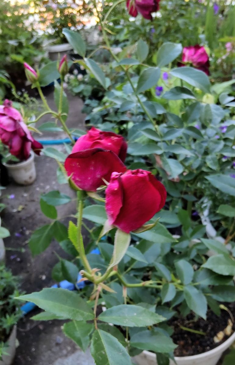 夕方の薔薇🌹