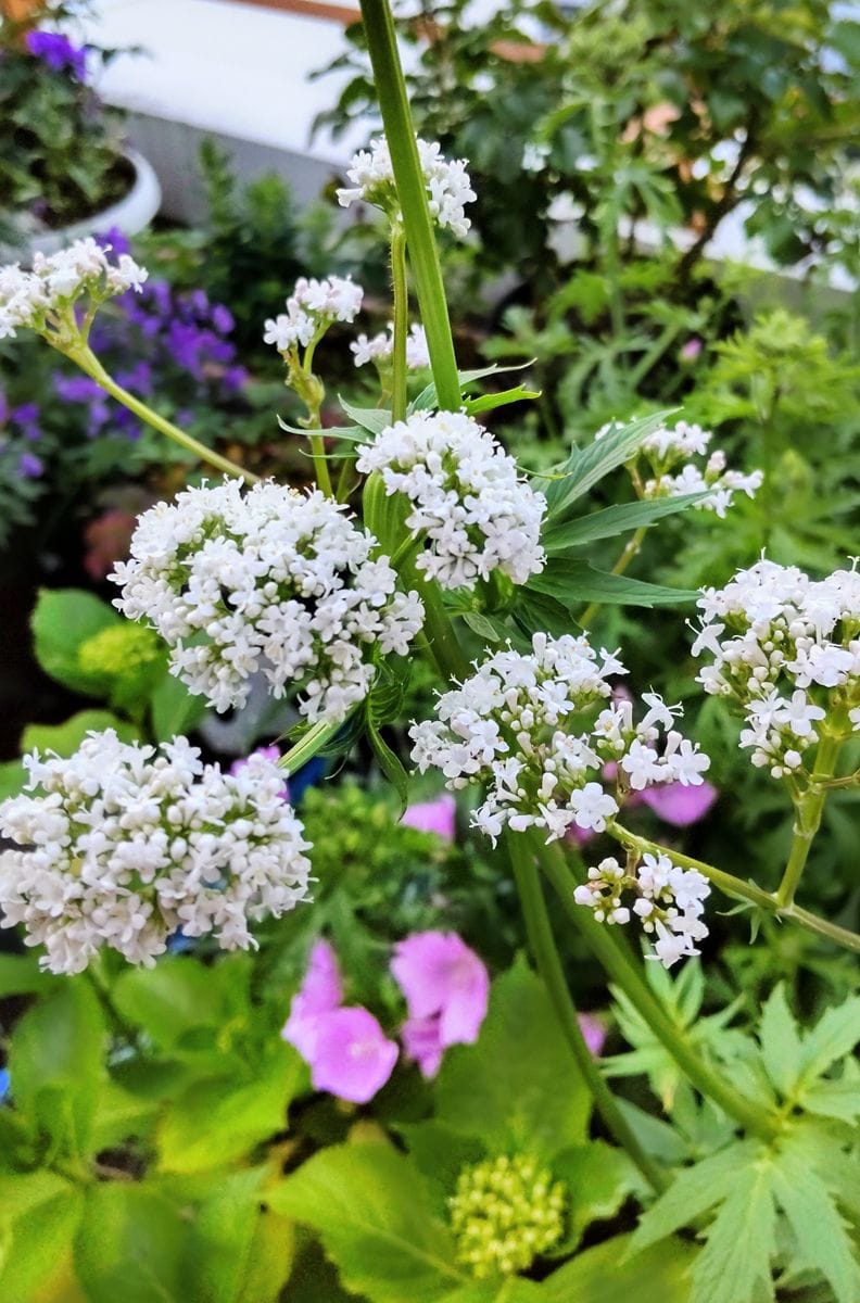 目立たない花🌼