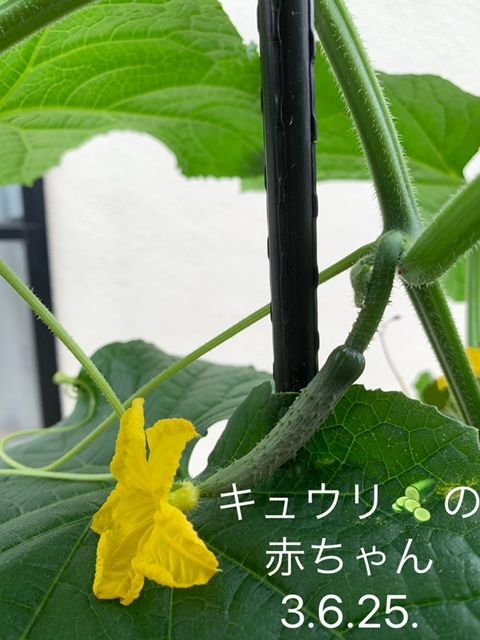 ベランダ菜園