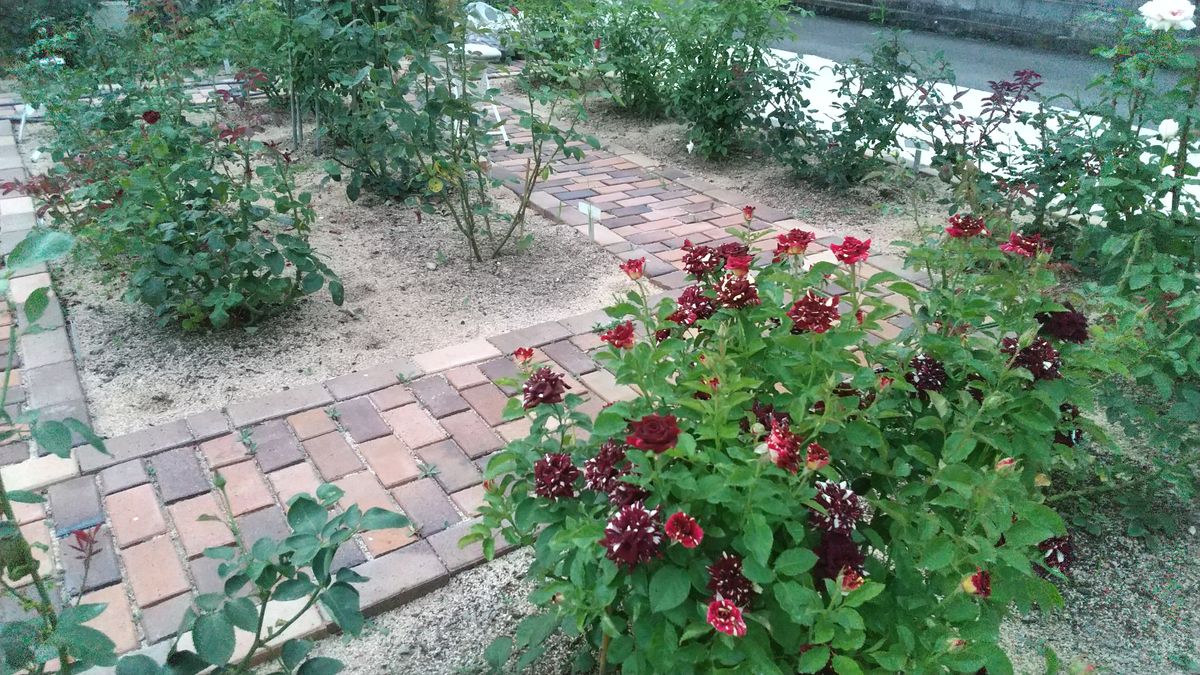 Grandpa's rose garden！　　　　　June26.2021