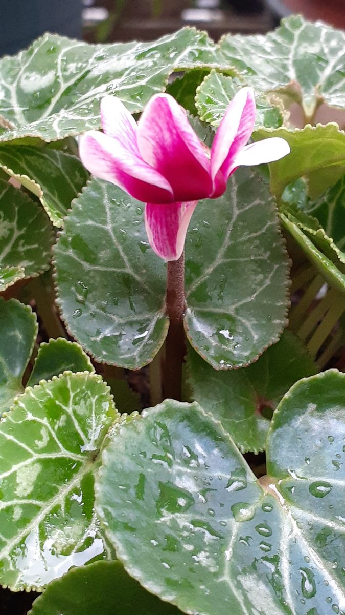 ふくおかルーバルガーデン5～梅雨時💧🌿🍀の庭たより…白花桔梗、ガデシク、花キリンに🌸～💕