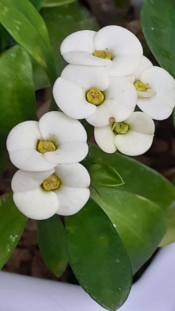 ふくおかルーバルガーデン5～梅雨時💧🌿🍀の庭たより…白花桔梗、ガデシク、花キリンに🌸～💕