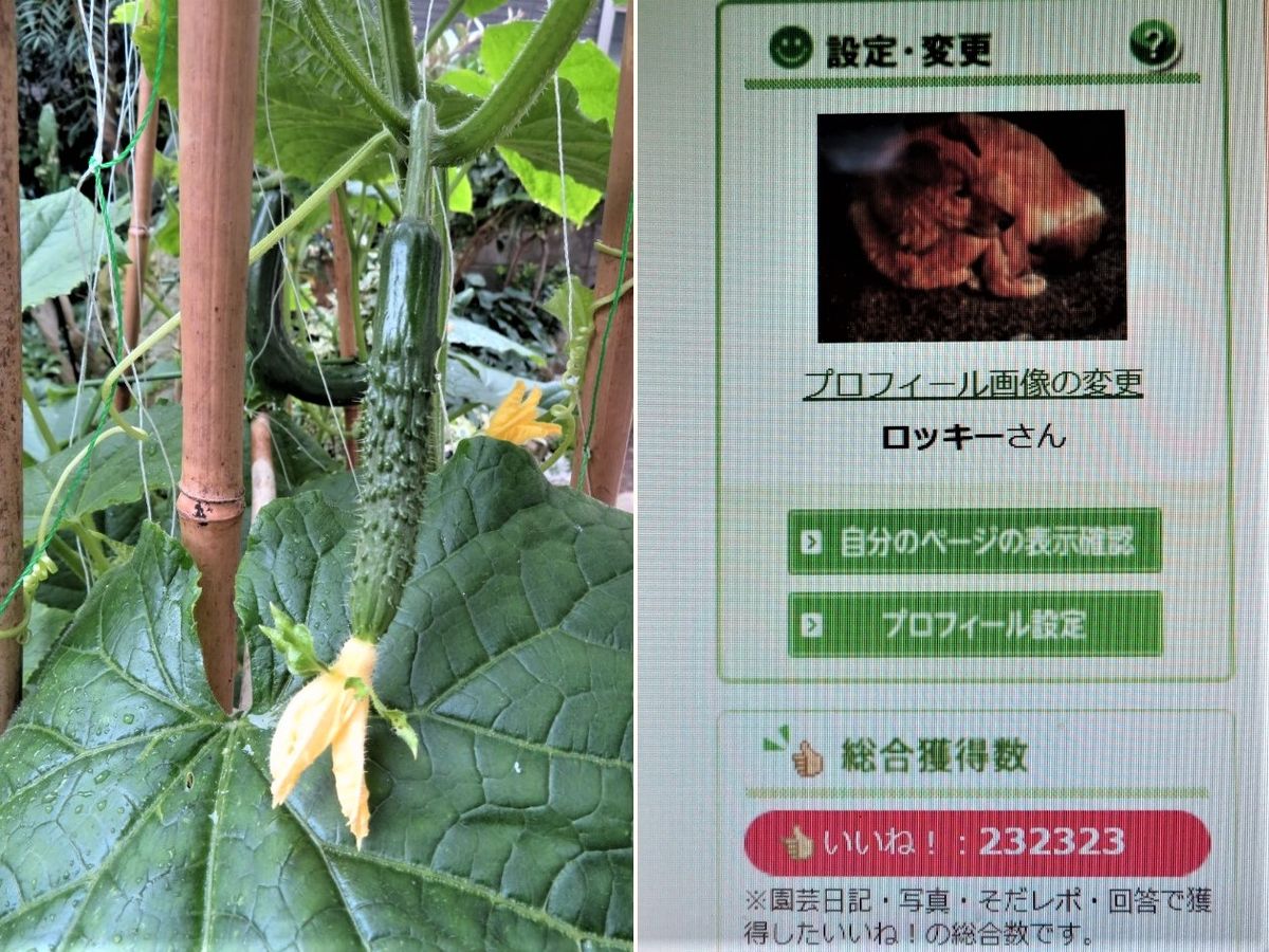 🥒キュウリと🍆ナスの収穫