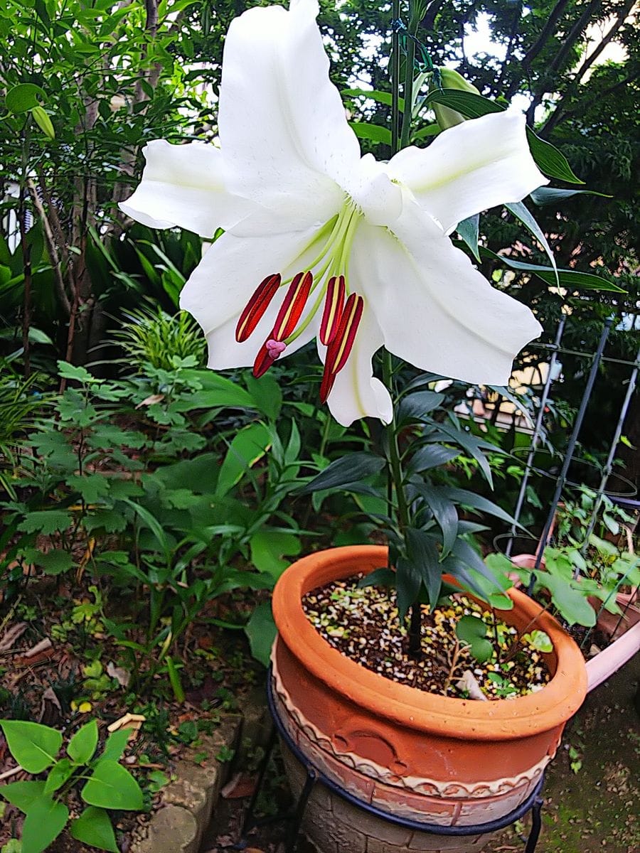 ✨大きな花✨カサブランカ