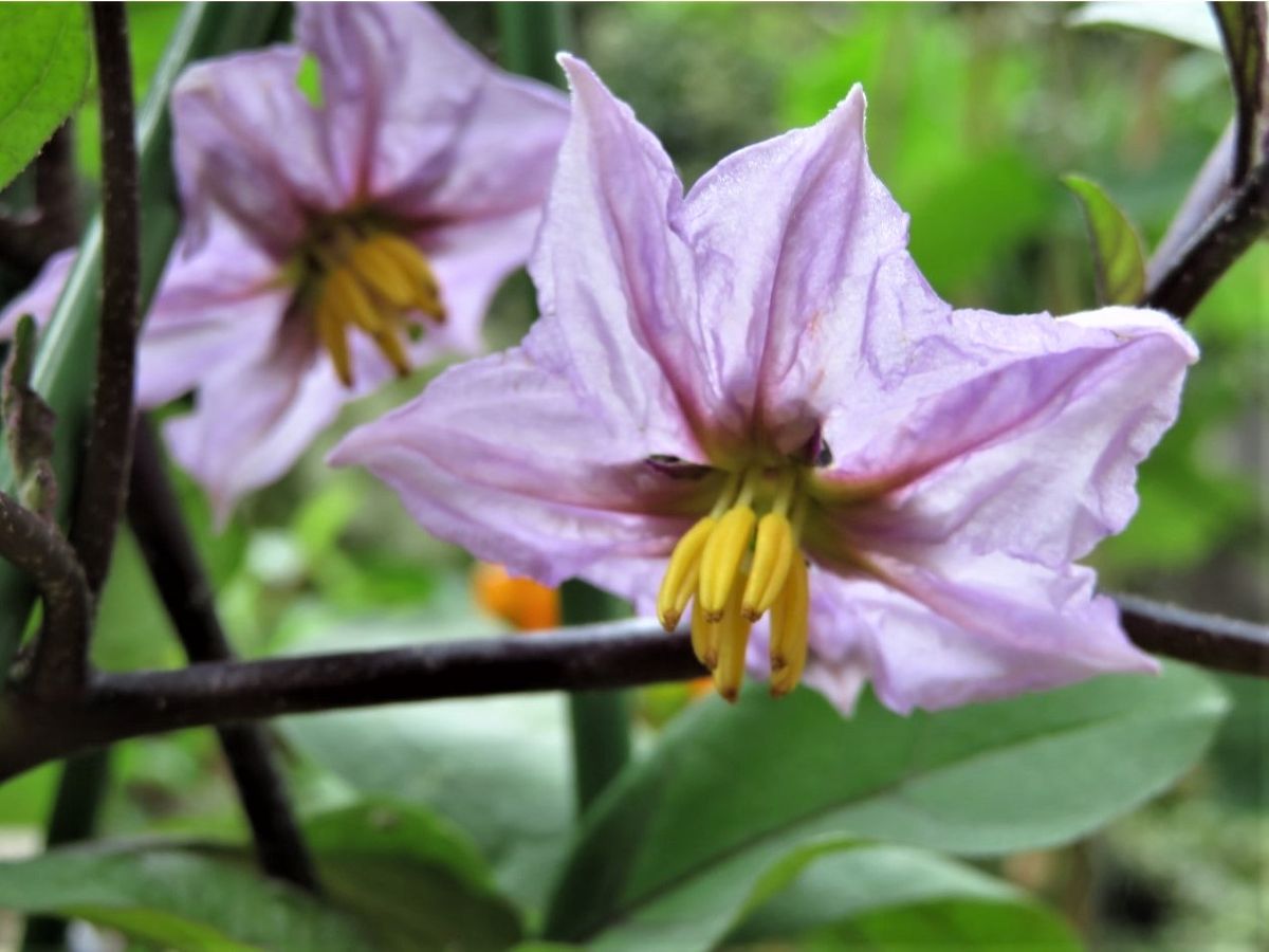 実のできる花色々