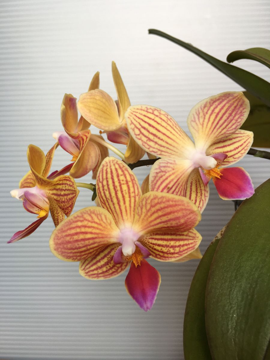 Phal.Chi Tueh Sun Prince