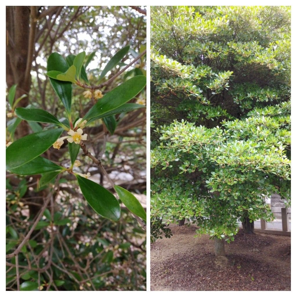 散歩道で見かけた花！