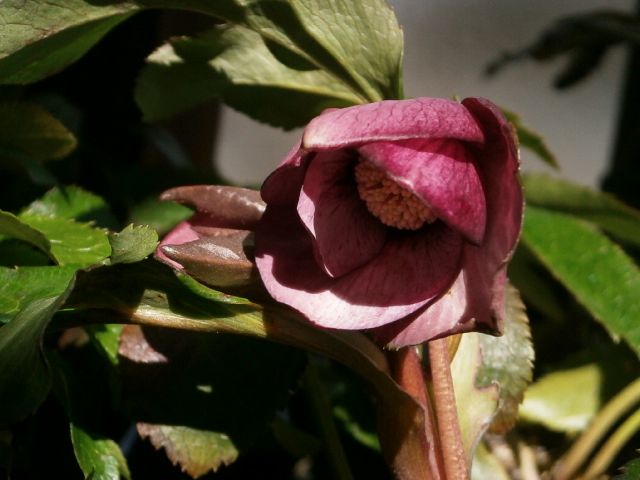 室内で咲いた花