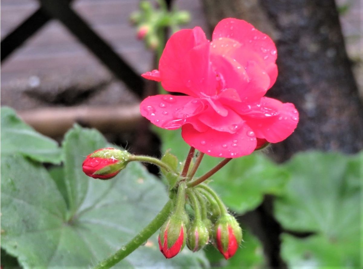 🌻今日の花たち🌻その108