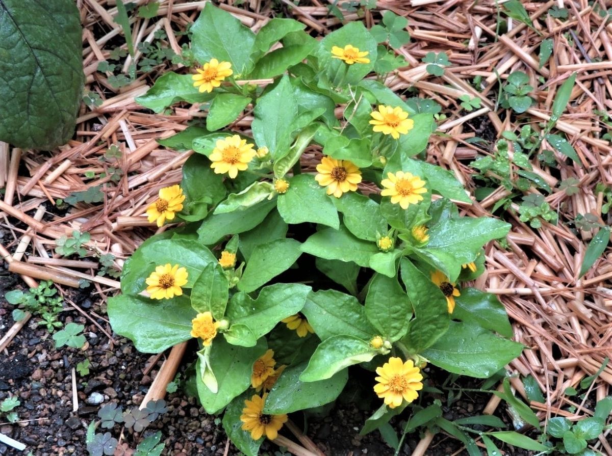 畑の中で咲く小さな花