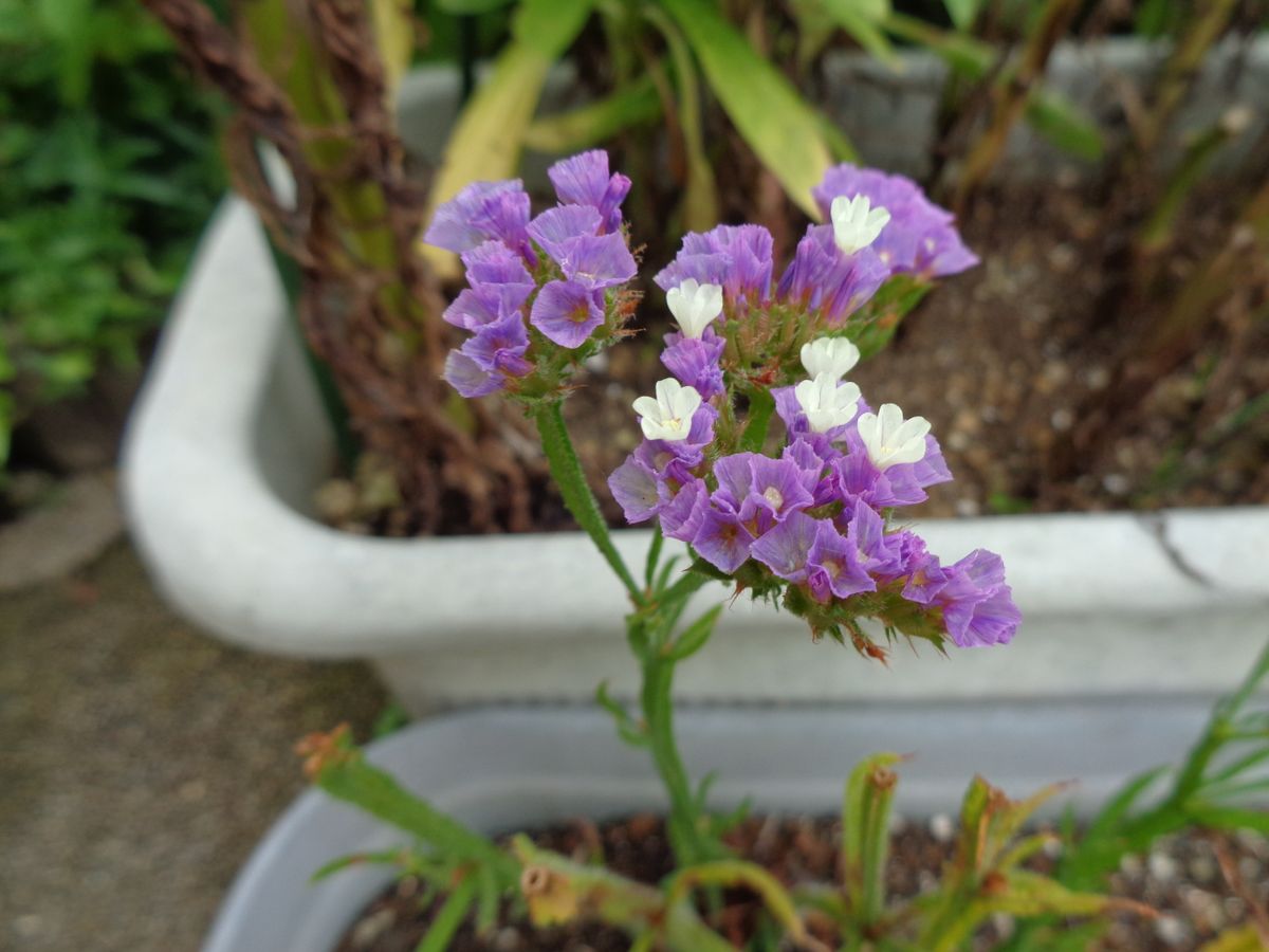 いろいろなお花たち