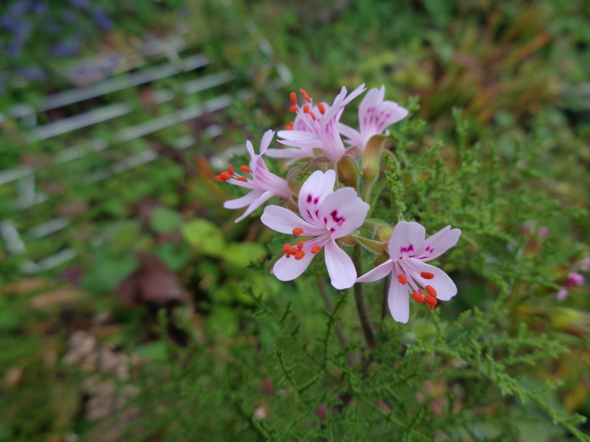 いろいろなお花たち