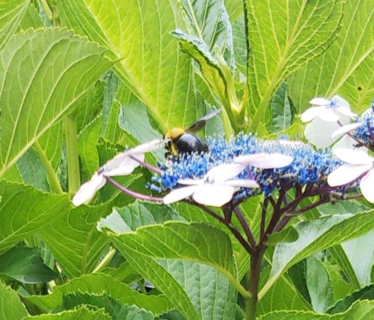 クマバチは飛ぶ