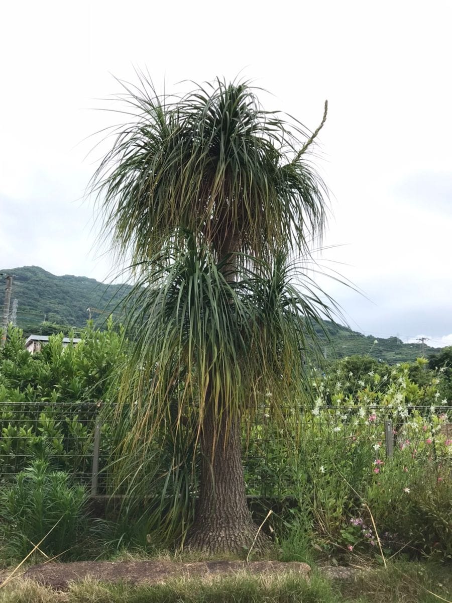 トックリランに再び花が！！