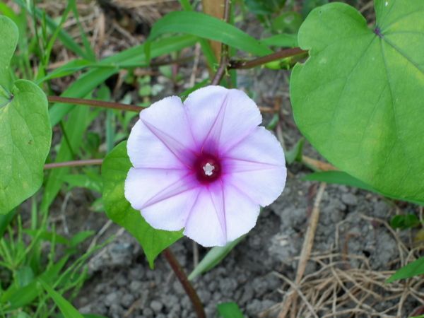 赤花の夕顔とブルーベリー（ピンク）