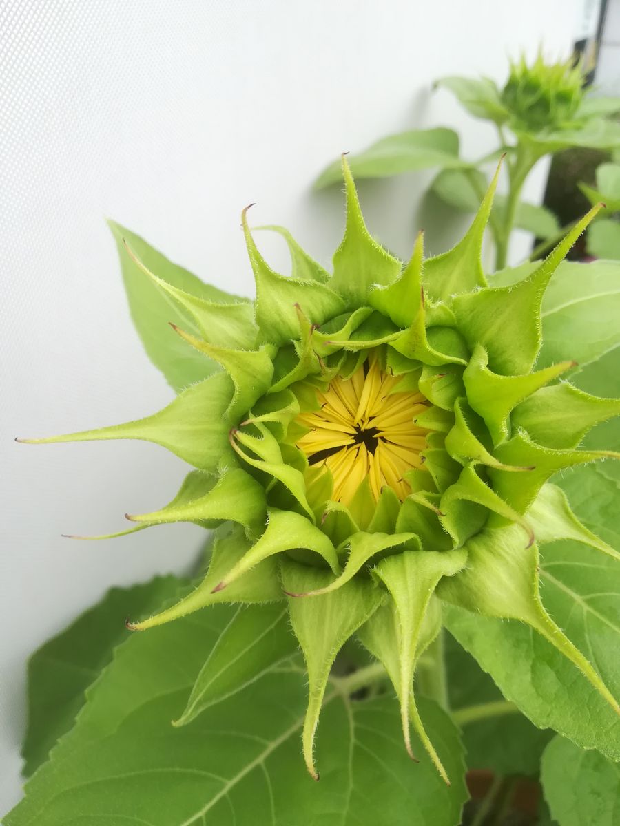 ひまわり🌻ﾎﾜｲﾄﾅｲﾄ🌻もうすぐ開花