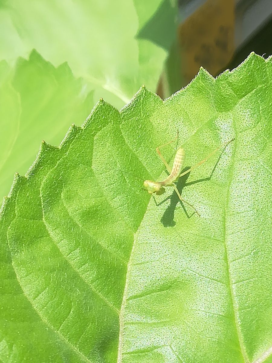 ひまわり🌻ﾎﾜｲﾄﾅｲﾄ🌻もうすぐ開花