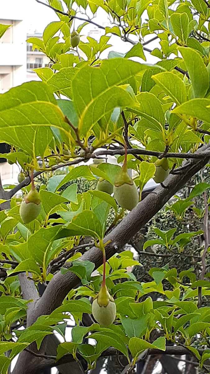 ふくおかルーバルガーデン5～梅雨時の庭たより…４ヶ月ぶりの庭作業でした＼(^-^)／🌿