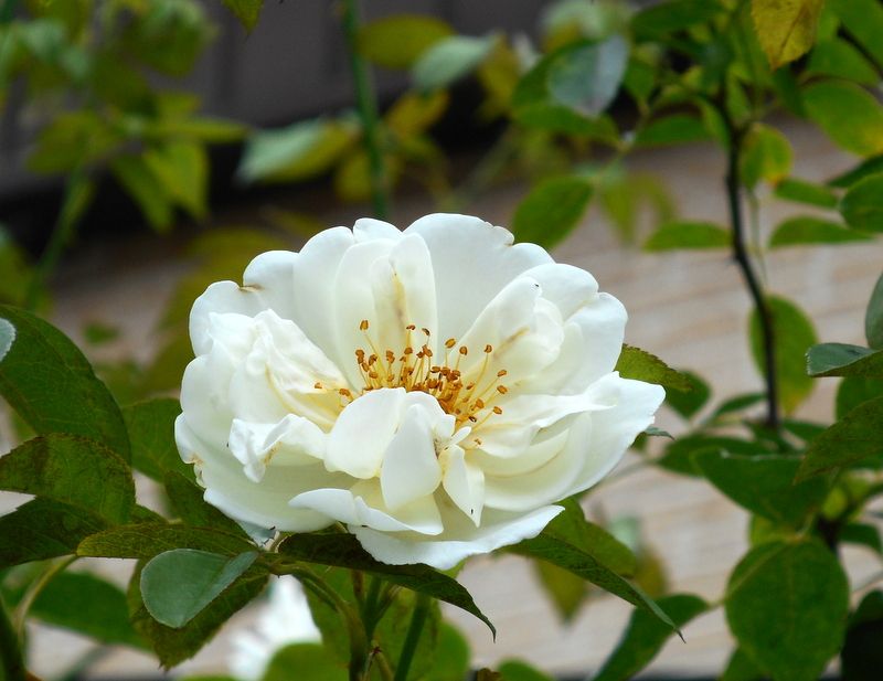 今日の薔薇(^^♪