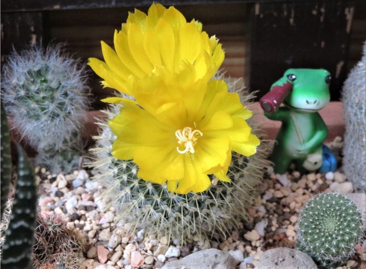 🌻今日の花たち🌻その109