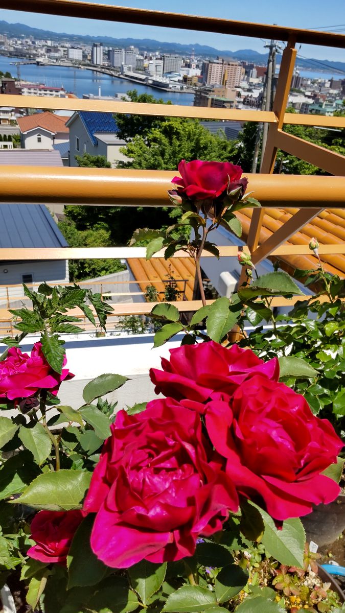 青空のベランダの薔薇🌹①