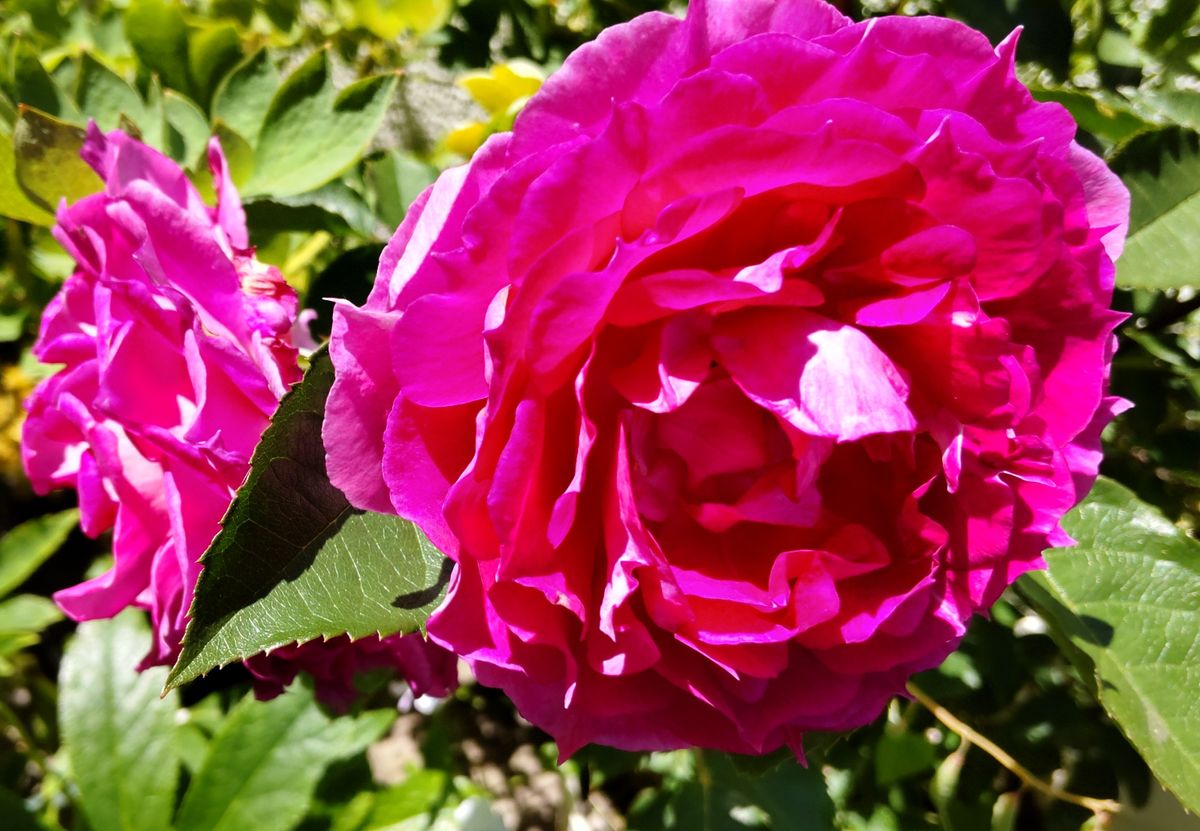 青空のベランダの薔薇🌹②