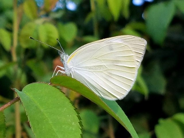 庭の生き物