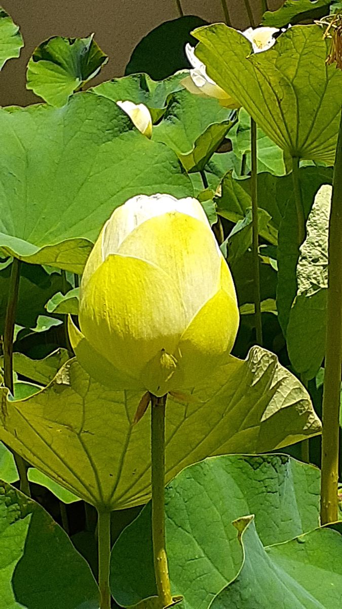 ふくおかルーバルガーデン5～梅雨時の庭たより…白蓮を楽しみにいつものお寺へ～お参り🌿