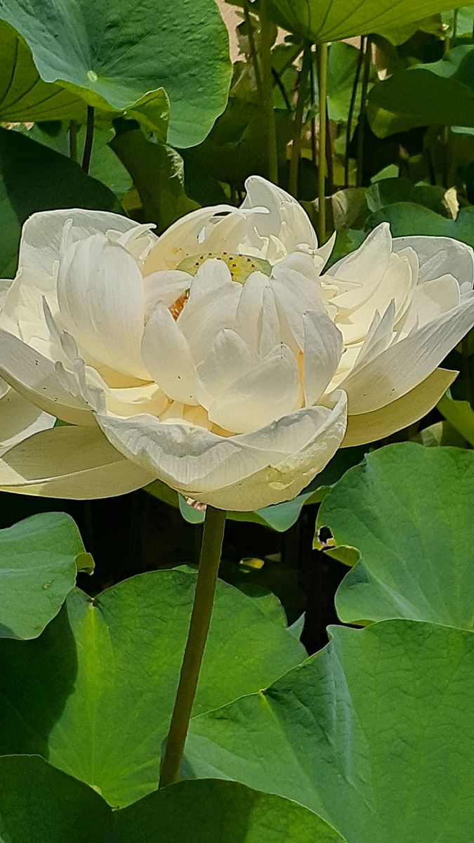 ふくおかルーバルガーデン5～梅雨時の庭たより…白蓮を楽しみにいつものお寺へ～お参り🌿