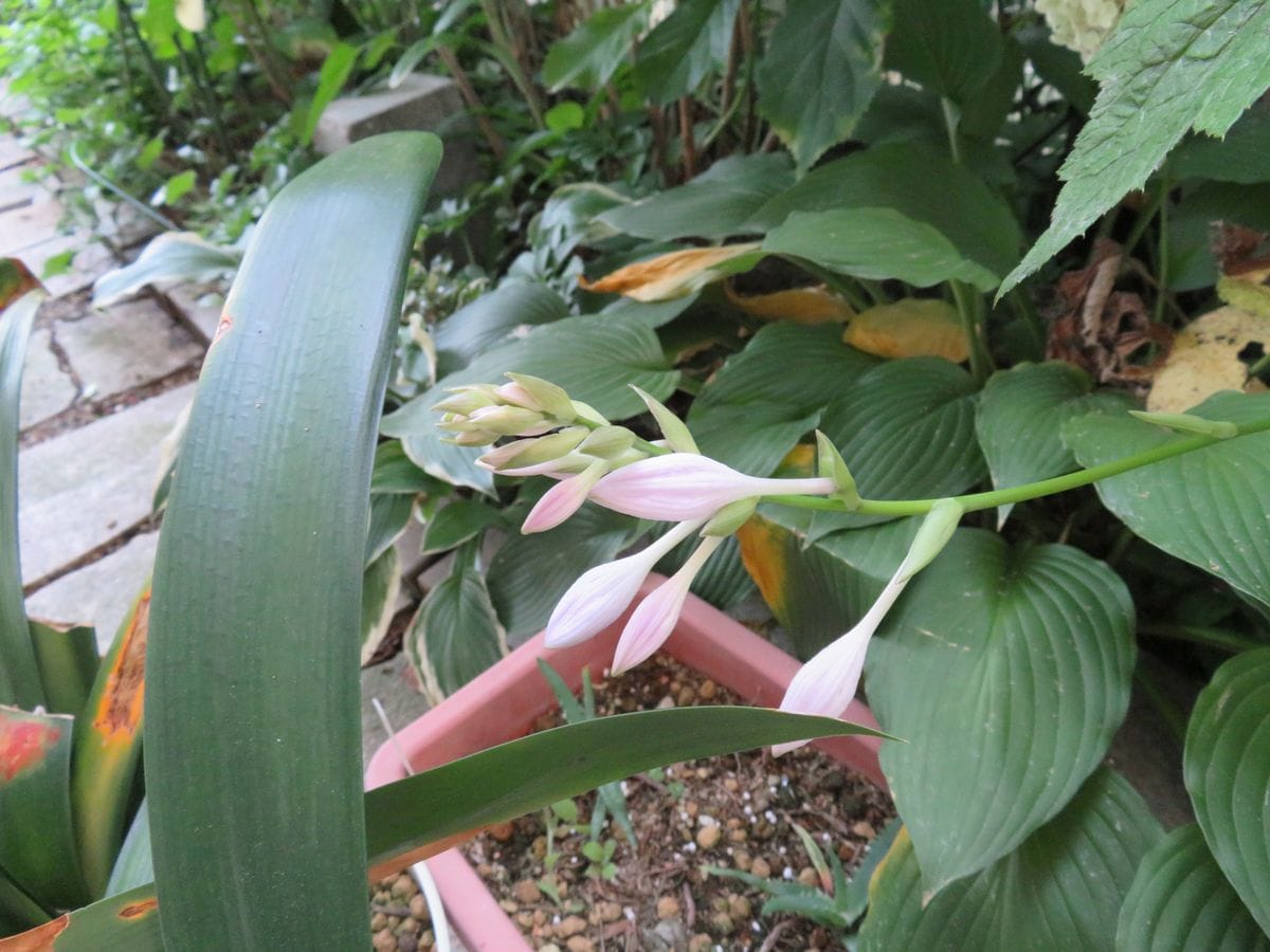 ギボウシが開花しました