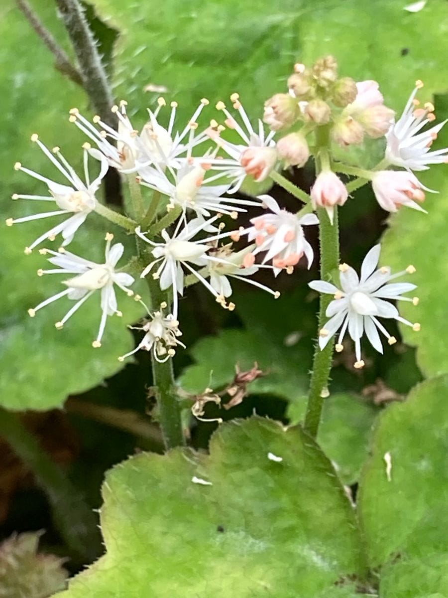 花火の様に🎵