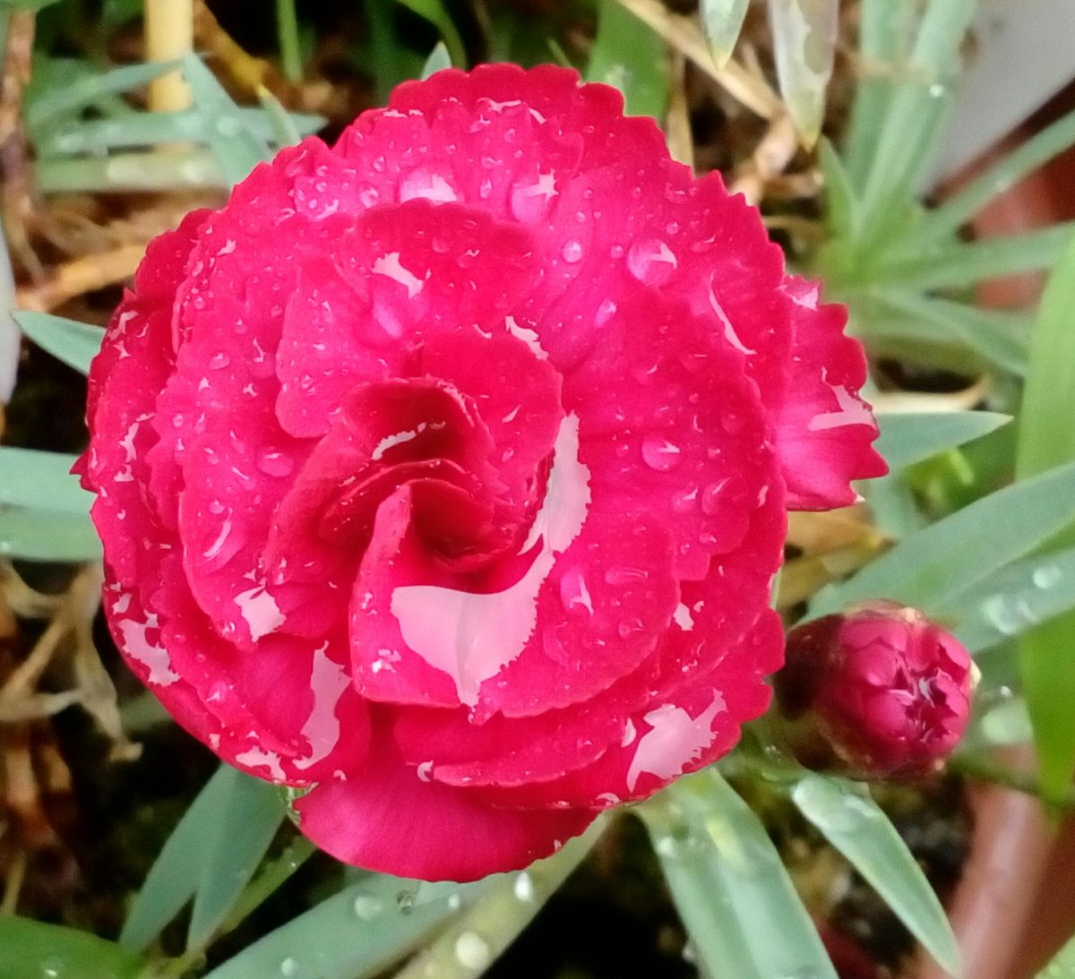 雨上がりの朝の花たち②