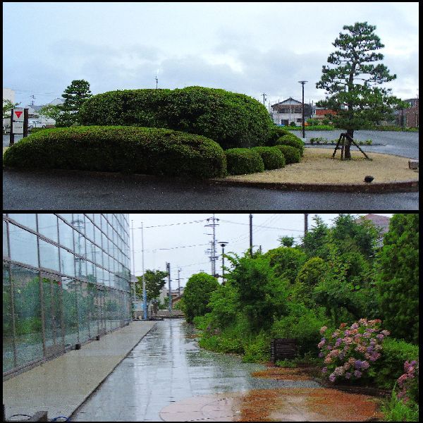 雨の散歩道。ウォーキングMS⑨144日目(3064日目)