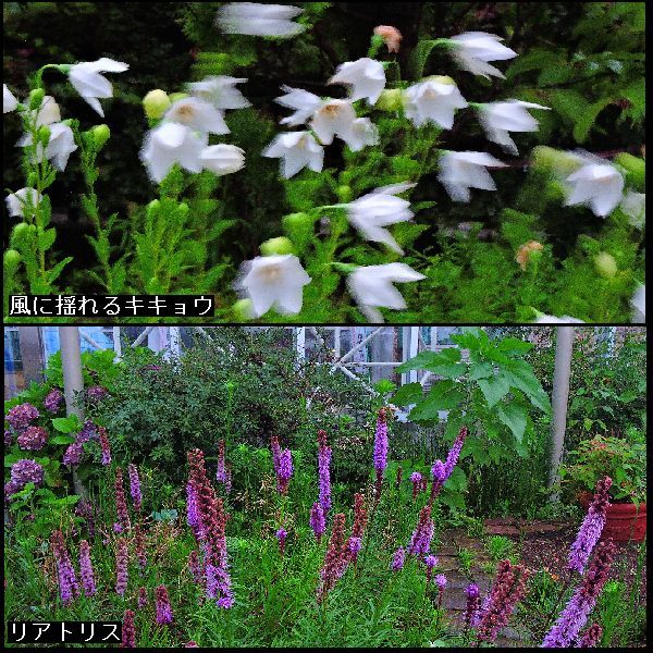 雨の散歩道。ウォーキングMS⑨144日目(3064日目)