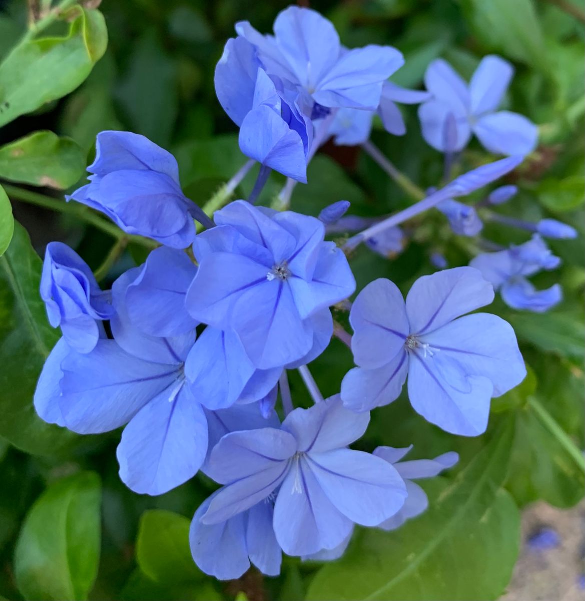 今日の花