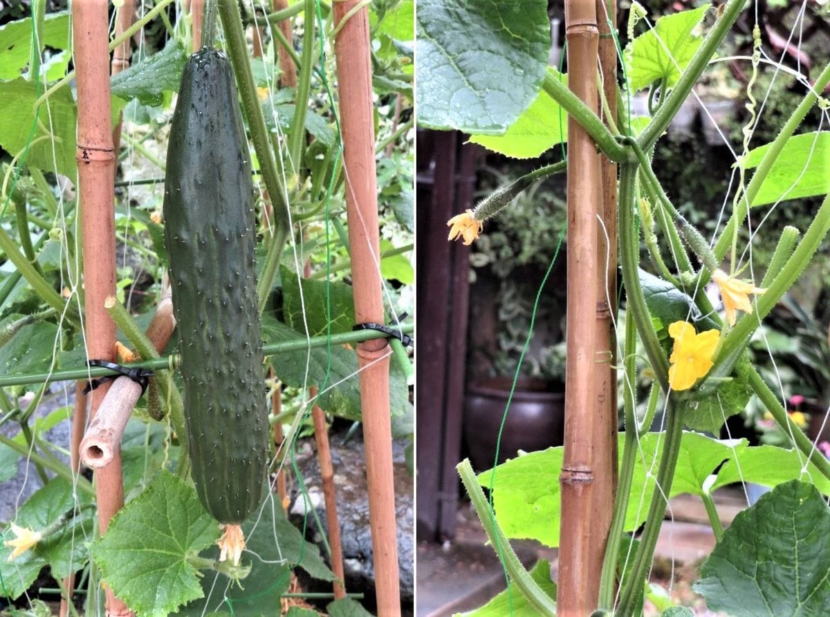 今日の🥒キュウリ🍆ナス🍅トマトの実