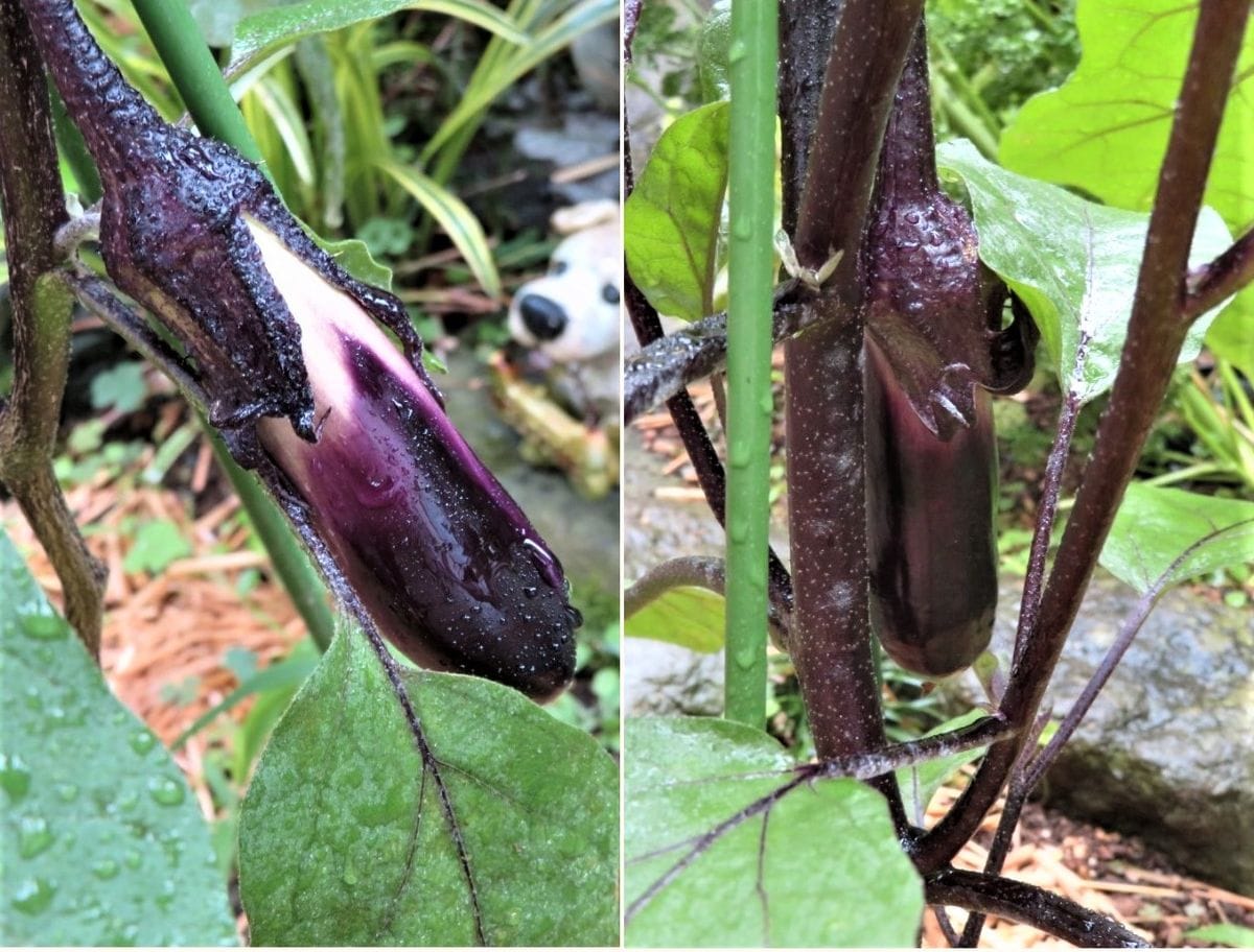 今日の🥒キュウリ🍆ナス🍅トマトの実