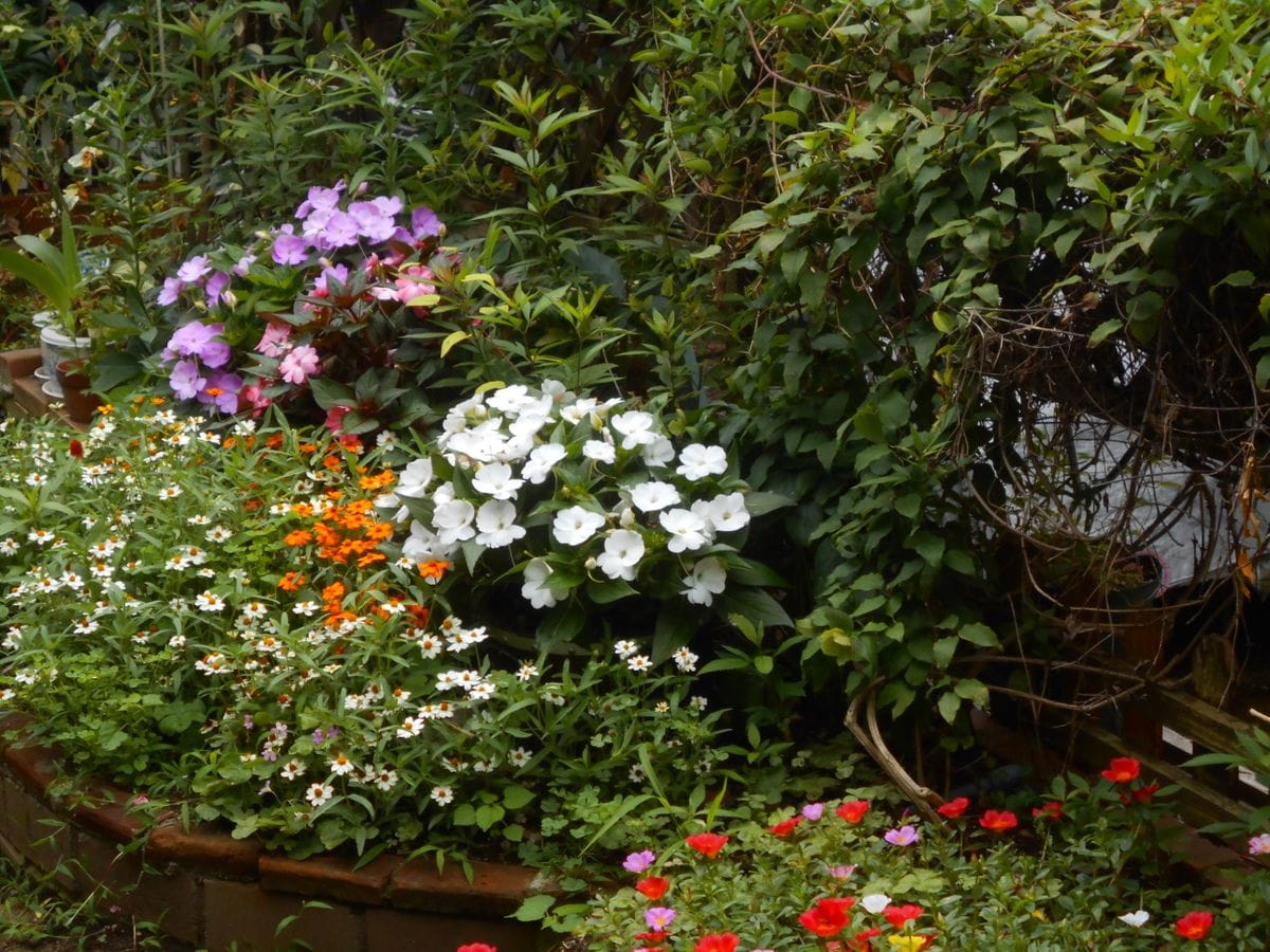 今日の花壇