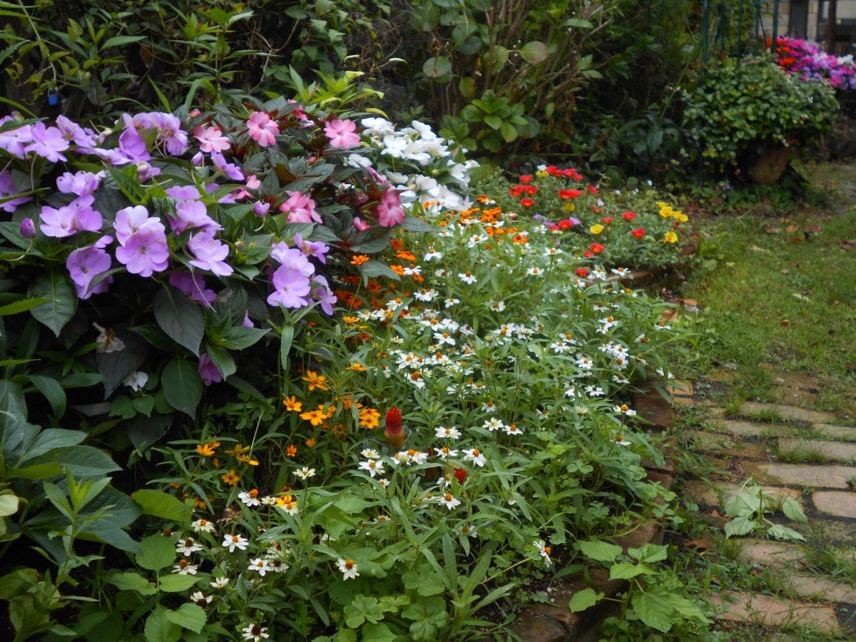 今日の花壇