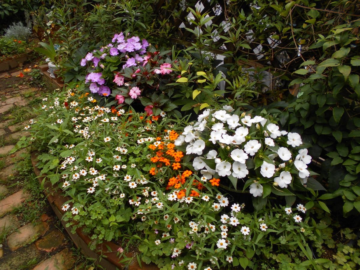 今日の花壇