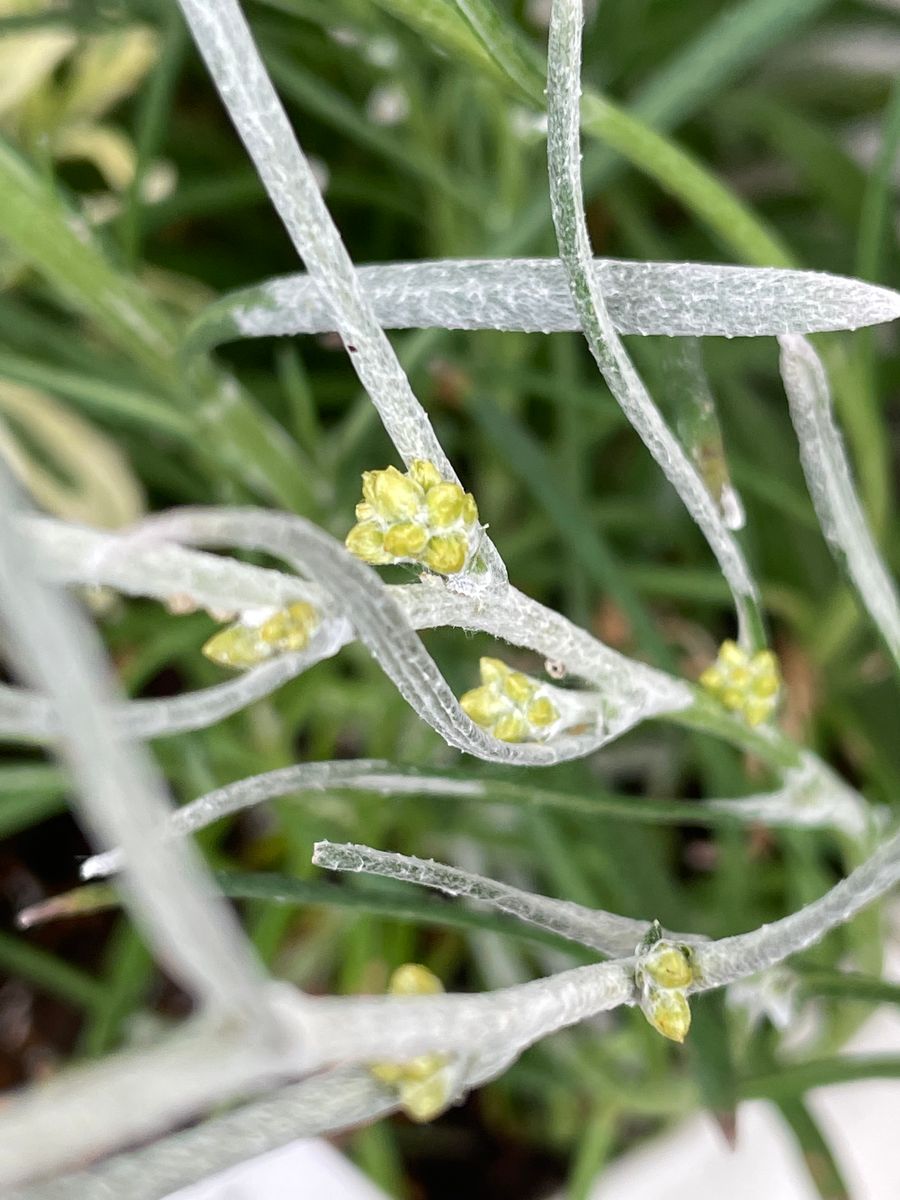 謎の花