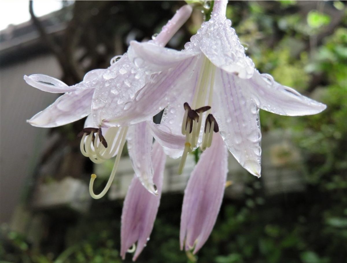 🌻今日の花たち🌻その112