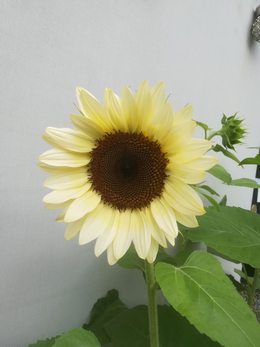 我が家の花🌻今日の様子