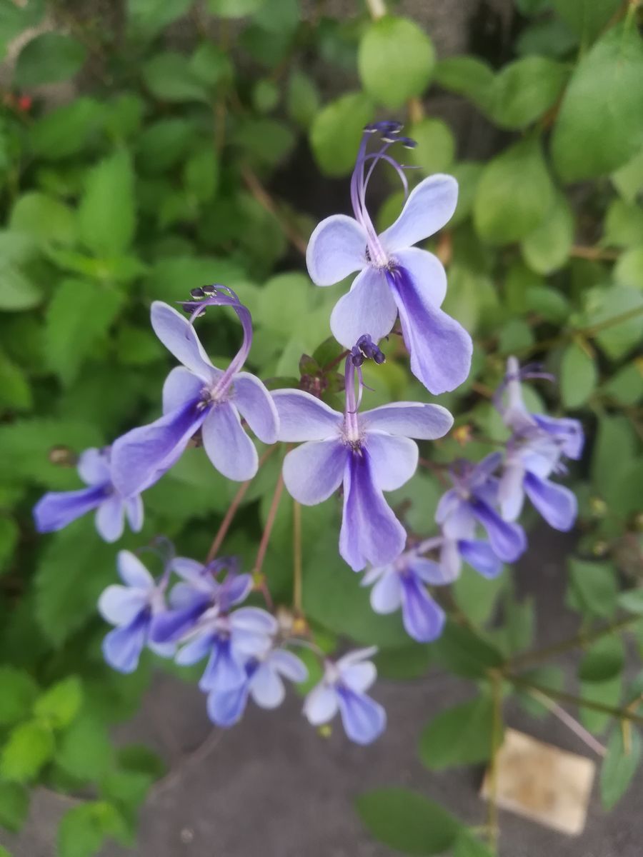 我が家の花🌻今日の様子