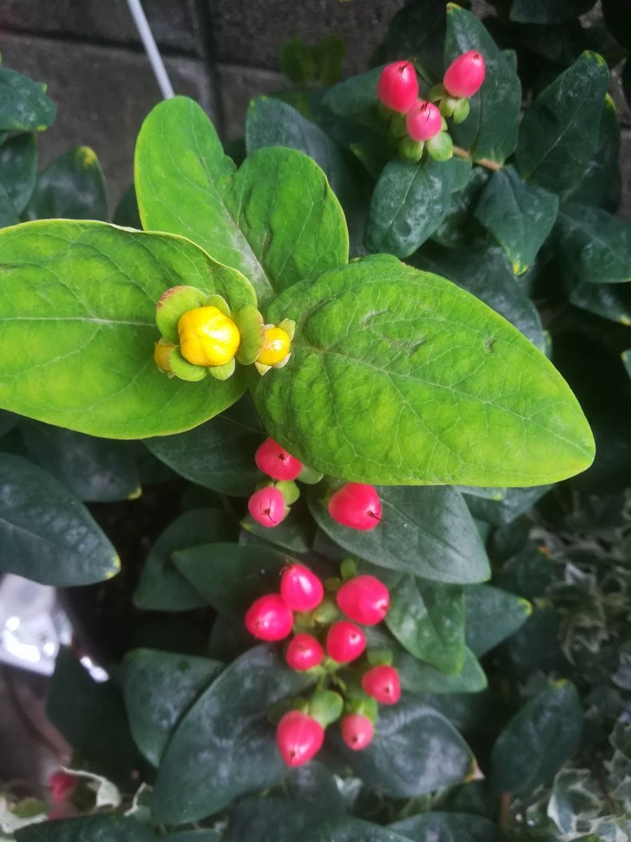 我が家の花🌻今日の様子