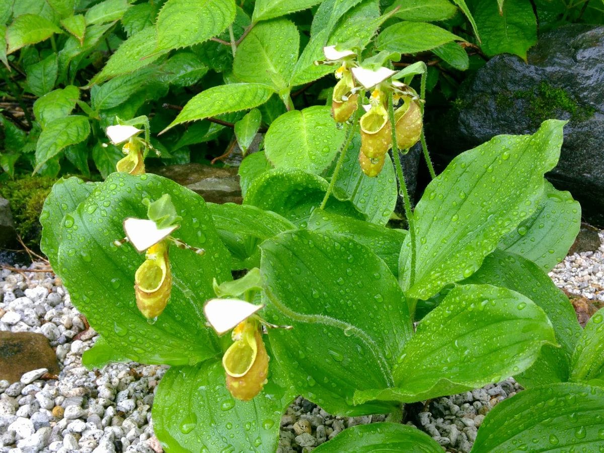 【白馬五竜高山植物園】キバナアツモリソウが咲きました