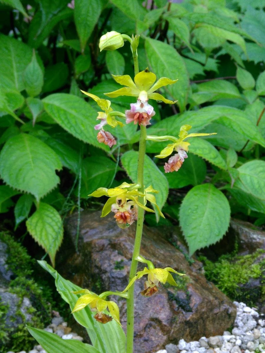 【白馬五竜高山植物園】キバナアツモリソウが咲きました