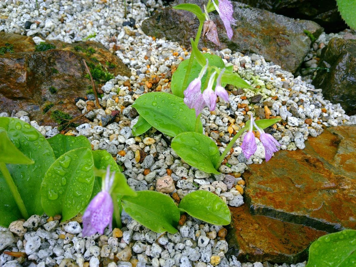 【白馬五竜高山植物園】キバナアツモリソウが咲きました