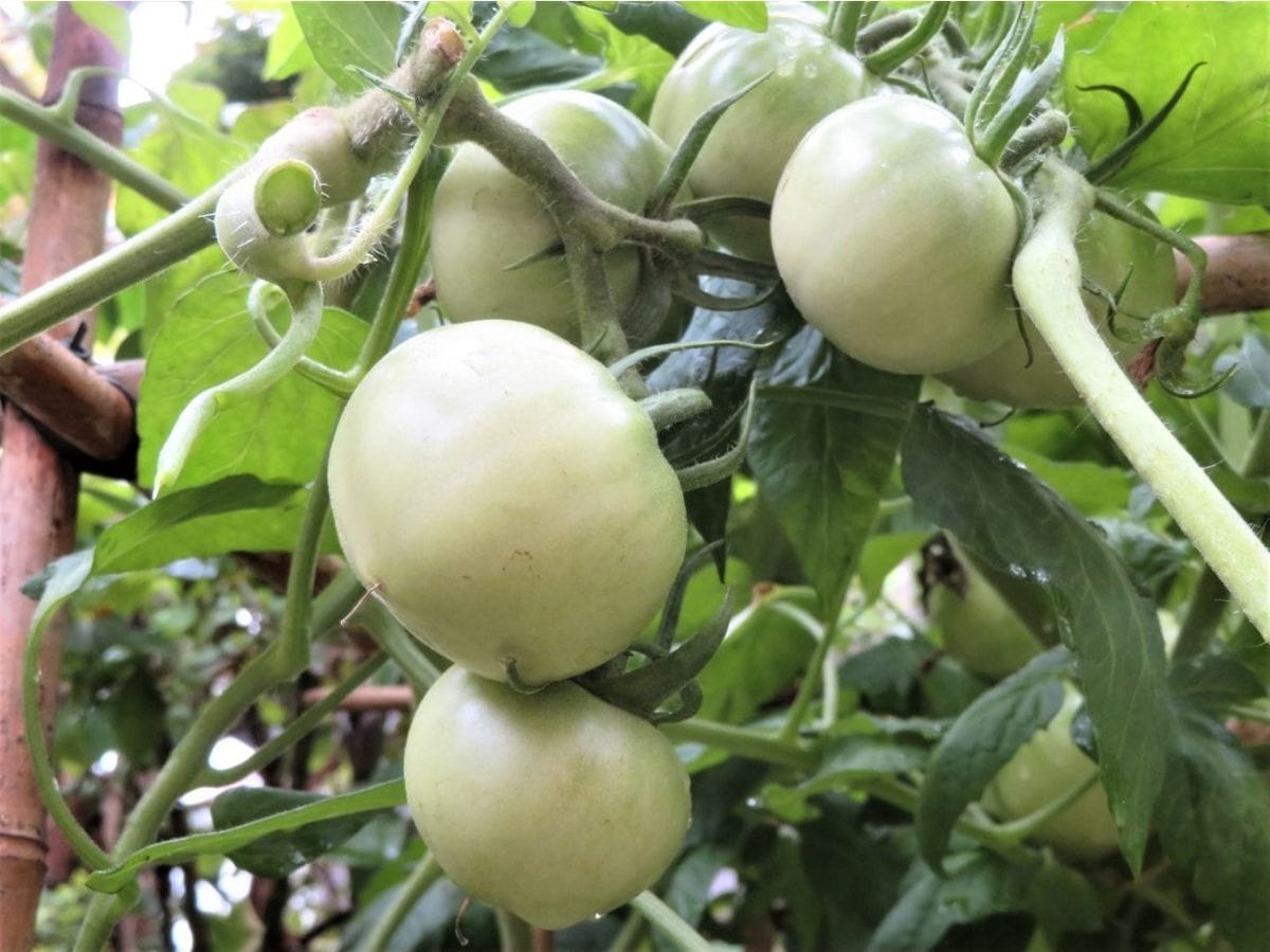 まだ青い🍅トマトの実