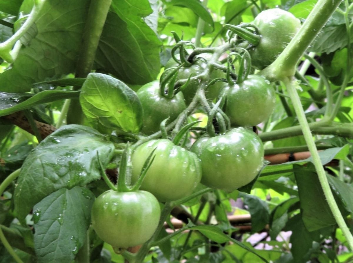 まだ青い🍅トマトの実